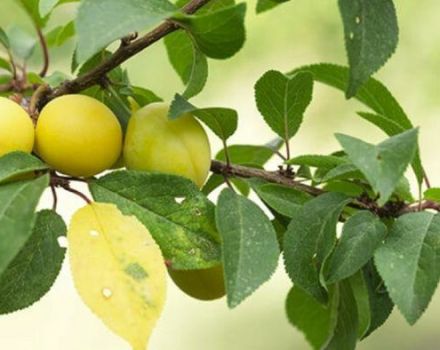 Opis i karakteristike sorte višnje šljive Zlato Skiti, oprašivači i uzgoj