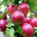 Welke appelbomen zijn beter om te planten in een landhuis in de regio Moskou, beschrijving en kenmerken van variëteiten