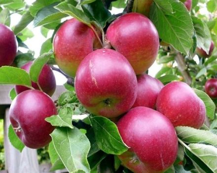 Melyik almafát jobban ültetni egy moszkvai régió vidéki házába, a fajták leírása és jellemzői