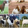 Descripció i característiques de les cabres Boer, normes per al seu manteniment