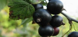 Descripció de la varietat de grosella negra, endevinalla, característiques de la plantació i cura