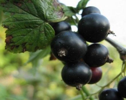 Descripción de las variedades de grosella negra Acertijo, características de plantación y cuidado.