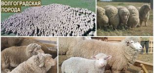 Kenmerken van schapen van het Volgograd-ras, voor- en nadelen en fokken