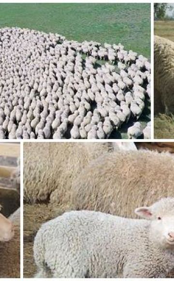 Karakteristika af får af Volgograd-racen, fordele og ulemper og avl