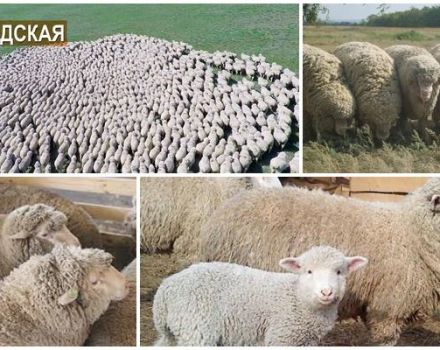 Charakteristiky plemena oviec Volgograd, jeho výhody a nevýhody a chov