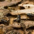 Métodos para tratar el escarabajo de la corteza en un manzano con drogas y remedios caseros.