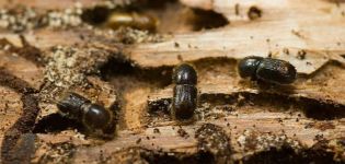 Methods of dealing with bark beetle on an apple tree with drugs and folk remedies