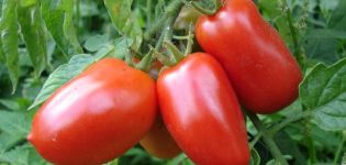 Description of the Torpedo tomato variety, yield and cultivation