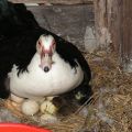 Když doma kachny začnou ležet a kolik vajíček se podává ročně