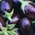Hvilke sorter af aubergine er bedre at plante og vokse i Moskva-regionen i det åbne felt og drivhuse