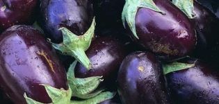 Quelles variétés d'aubergines sont meilleures à planter et à cultiver dans la région de Moscou en plein champ et en serre