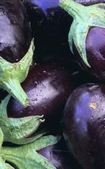 What varieties of eggplants are better to plant and grow in the Moscow region in the open field and greenhouses