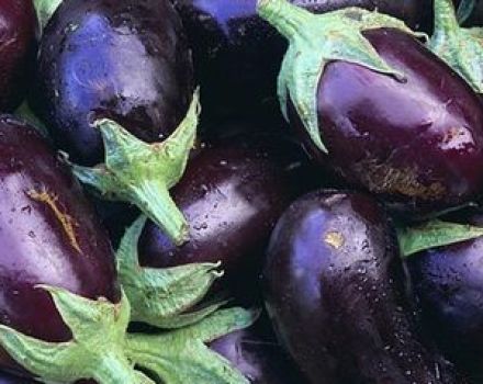 Hvilke sorter af aubergine er bedre at plante og vokse i Moskva-regionen i det åbne felt og drivhuse