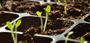 Domates tohumlarının çimlenmesini nasıl kontrol edebilir ve belirleyebilirsiniz