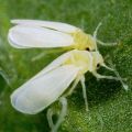 Come sbarazzarsi della mosca bianca sui cetrioli in una serra, come elaborarla?