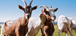 Cómo determinar la falta de vitaminas en las cabras, a qué hora dar y dosis.
