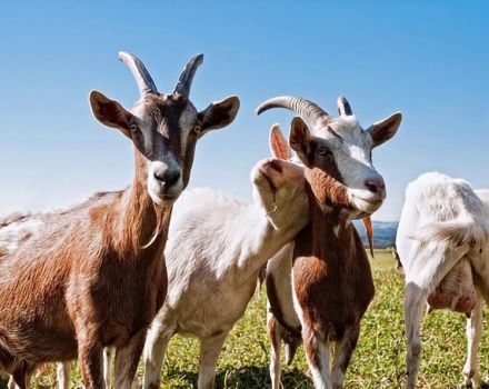 How to determine the lack of vitamins in goats, from what time to give and doses