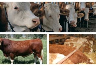 Step-by-step description of feeding calves from 0 to 6 months at home
