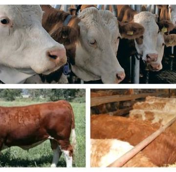 Descrizione dettagliata dell'alimentazione dei vitelli da 0 a 6 mesi a casa