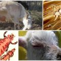 Treatment of lice in goats with drugs and folk remedies at home