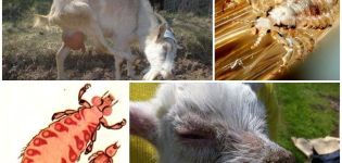Traitement des poux chez les chèvres avec des médicaments et des remèdes populaires à la maison