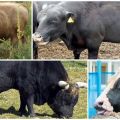 Feeding and keeping of inseminating bulls, use and giants