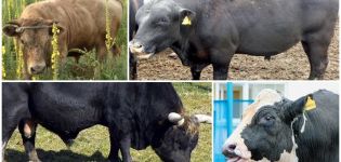 Cho ăn và nuôi dưỡng bò đực giống, sử dụng và đại gia