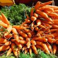 Geheimen van het buiten kweken en verzorgen van wortelen voor een goede oogst