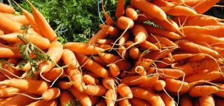 A sárgarépa szabadban történő termesztésének és gondozásának titkai a jó termés érdekében