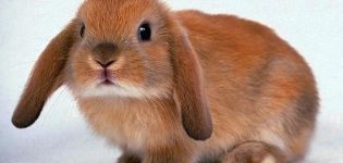 Stinka dekorativa kaniner hemma och orsakerna till lukten