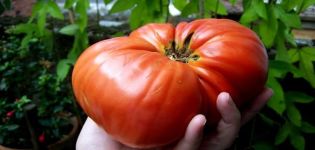 Descrizione della varietà di pomodoro Berdsky grande e delle sue caratteristiche