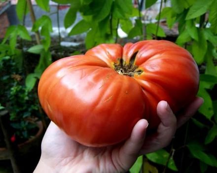 Popis odrůdy rajčat Berdsky velký a její vlastnosti