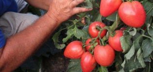 Beschreibung der Bonaparte-Tomatensorte, ihrer Eigenschaften und ihres Anbaus