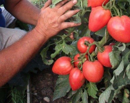 Descripción de la variedad de tomate Bonaparte, sus características y cultivo