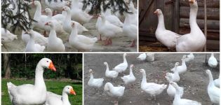 Description and characteristics of the governor's breed geese, their feeding and care