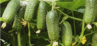 Beschrijving van de Kibriya-komkommervariëteit, teeltkenmerken