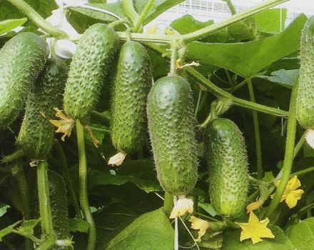Description of the Kibriya cucumber variety, cultivation features