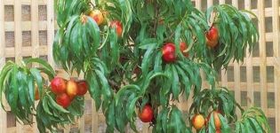 How can you grow nectarine from a seed at home?