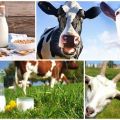 Welche Milch ist gesünder in Zusammensetzung, Kuh oder Ziege und eine Tabelle der Unterschiede