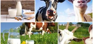 Hangi sütün daha sağlıklı olduğu, inek veya keçi bileşimi ve farklılıklar tablosu
