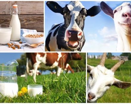 Quale latte è più sano nella composizione, mucca o capra e una tabella delle differenze