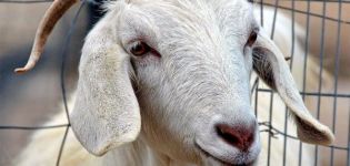 Per què tremola una cabra, causes de tremolor i què fer a casa