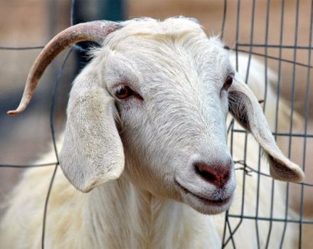 De ce se agită o capră, cauzele tremurului și ce trebuie făcut acasă