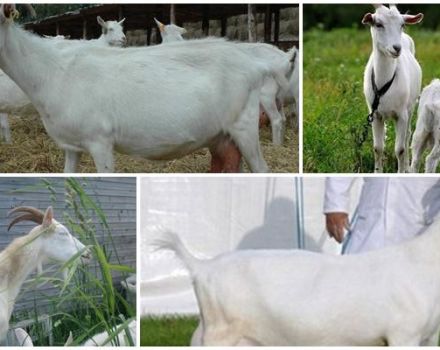 Beschrijving en kenmerken van Gorky-geiten, voor- en nadelen en zorg