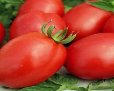 Beschrijving en kenmerken van het tomatenras Fitous