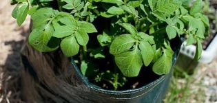Beschreibung der Jelly Potato Sorte, Anbaueigenschaften und Ertrag