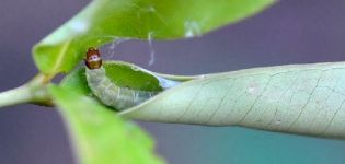 Hur man hanterar larver på ett äppelträd och hur man behandlar träd, en översyn av medel och beredningar