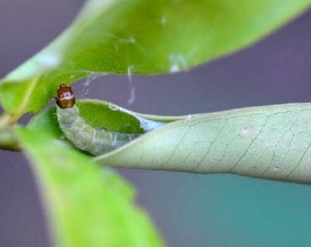 Hvordan man håndterer larver på et æbletræ, og hvordan man behandler træer, en gennemgang af midler og præparater