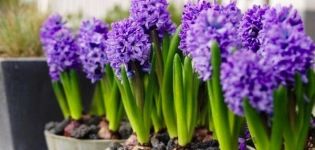 Description and characteristics of varieties and types of hyacinths, growing rules