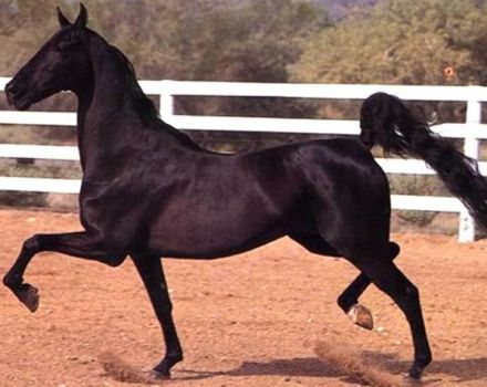 ¿Qué significa un caballo deambular y las mejores razas, características de tales caballos?